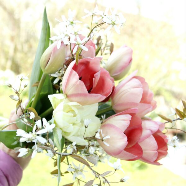 Tulpenbunde – Bild 2